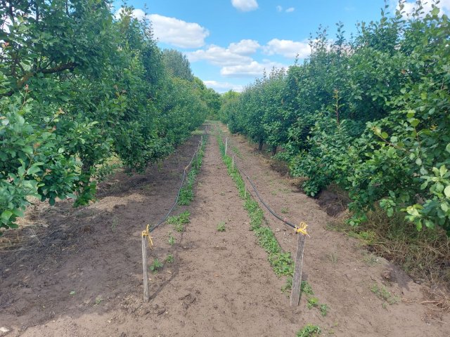 Eladó családi ház, Izsákon 22.5 M Ft, 1 szobás