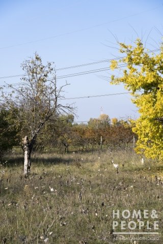 Eladó mezogazdasagi ingatlan, Szegeden 5.5 M Ft