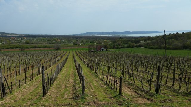 Eladó mezogazdasagi ingatlan, Balatonudvariban 29.9 M Ft