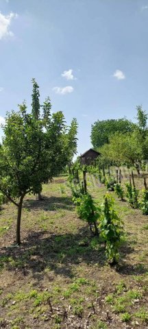 Eladó nyaraló, Kulcson 8.9 M Ft, 1 szobás / költözzbe.hu
