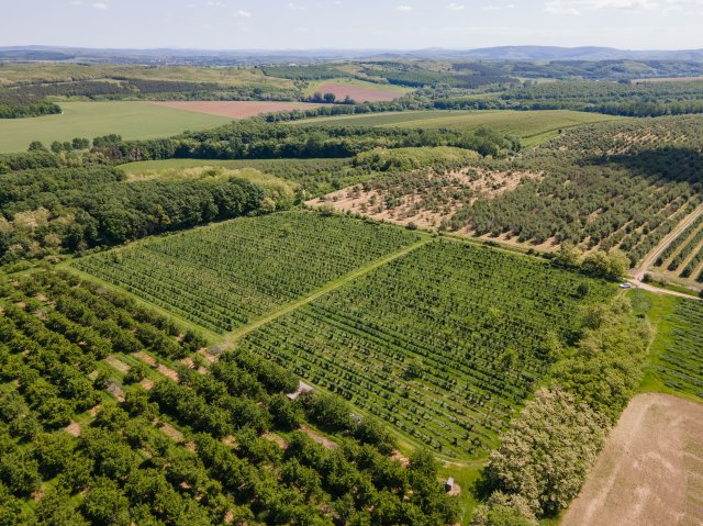 Eladó mezogazdasagi ingatlan, Nógrádon 19.9 M Ft