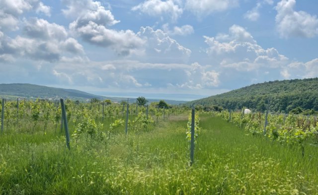 Eladó telek, Balatoncsicsón 45 M Ft / költözzbe.hu