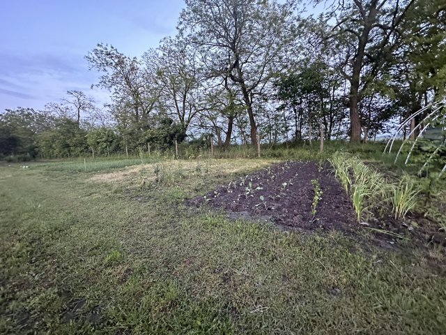 Eladó telek, Mezőfalván, Diófa soron 8.5 M Ft