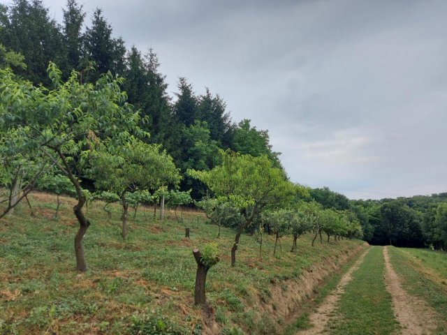 Eladó mezogazdasagi ingatlan, Zalaegerszegen 17.99 M Ft