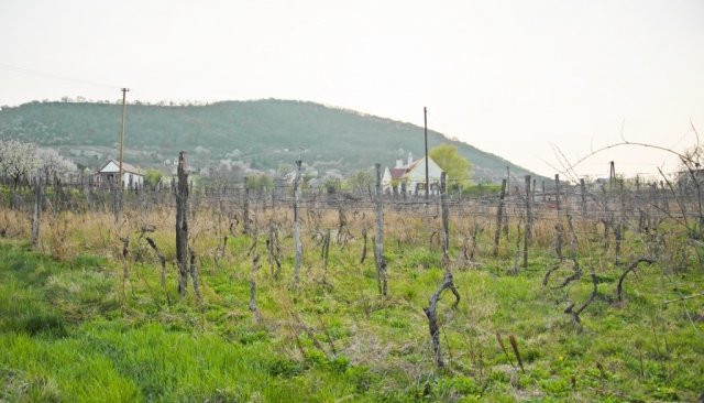 Eladó mezogazdasagi ingatlan, Dobán 6.9 M Ft