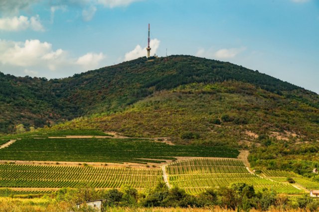 Eladó telek, Tokajban 62 M Ft / költözzbe.hu