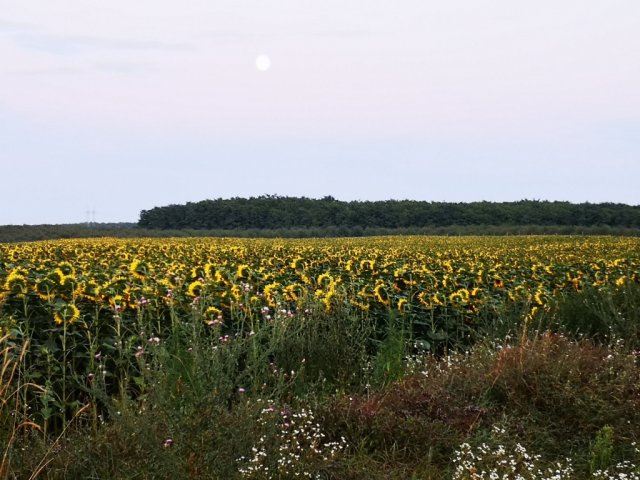 Eladó telek, Hatvanban, Csányi úton 280 M Ft