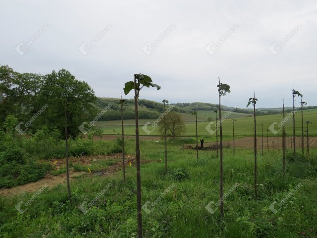 Eladó telek, Babosdöbrétén 4 M Ft / költözzbe.hu