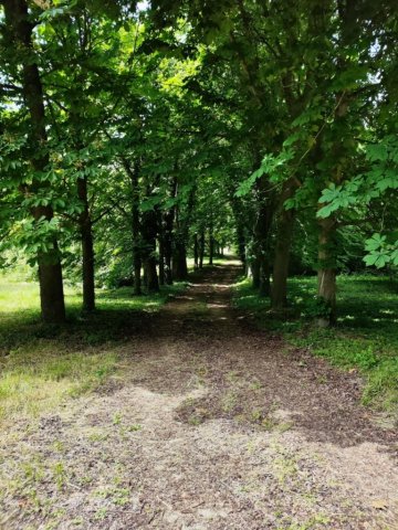 Eladó családi ház, Alsómocsoládon 303 M Ft, 12 szobás