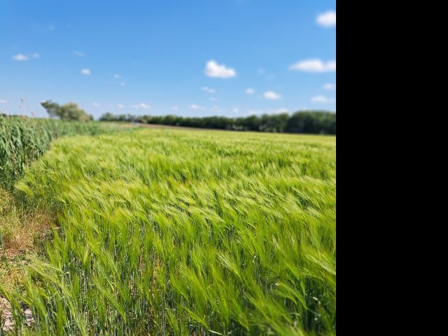 Eladó mezogazdasagi ingatlan, Győrújbaráton 70 M Ft