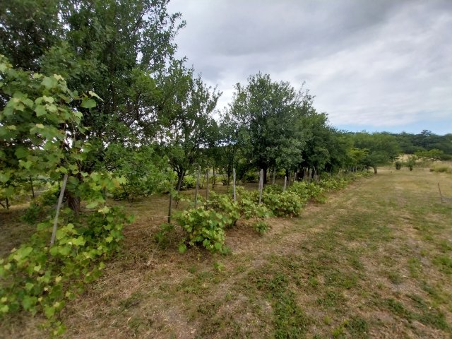 Eladó telek, Felsőnyárádon 1 M Ft / költözzbe.hu