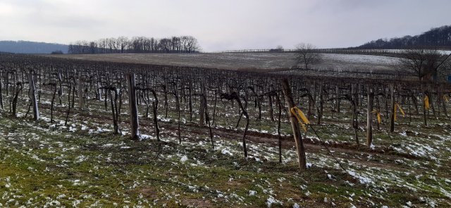 Eladó mezogazdasagi ingatlan, Balatoncsicsón 24.2 M Ft