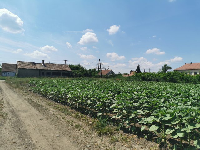 Eladó telek, Tiszacsegén 3.3 M Ft / költözzbe.hu