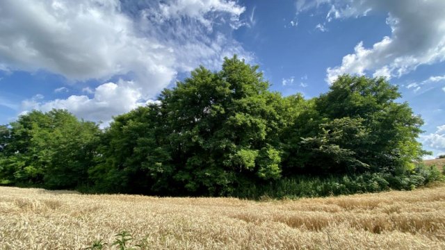 Eladó telek, Zalakaroson 33 M Ft / költözzbe.hu