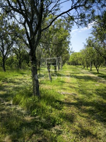 Eladó mezogazdasagi ingatlan, Pomázon, Dolinai úton 14 M Ft