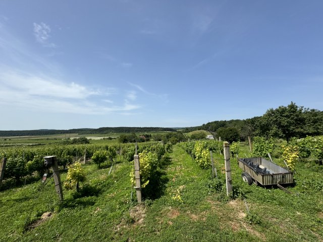 Eladó telek, Balatonszőlősön 47.99 M Ft / költözzbe.hu