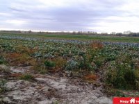 Eladó mezogazdasagi ingatlan, Alsónémediben 155.099 M Ft