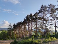 Eladó telek, Pilisborosjenőn, Nyúl utcában 60 M Ft