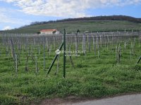 Eladó telek, Pécsett 29.5 M Ft / költözzbe.hu
