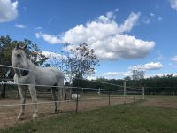 Eladó mezogazdasagi ingatlan, Gödön 74.9 M Ft
