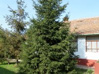 Eladó családi ház, Tiszaszőlősön 7.3 M Ft, 2 szobás