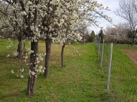 Eladó telek, Pécsett, Rezgő utcában 5.8 M Ft