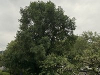 Kiadó téglalakás, albérlet, V. kerületben 560 E Ft / hó