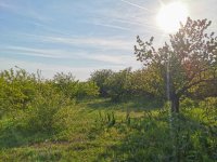 Eladó mezogazdasagi ingatlan, Törökbálinton 130 M Ft