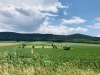 Eladó mezogazdasagi ingatlan, Solymáron 3.99 M Ft