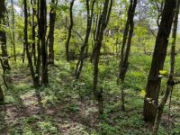 Eladó telek, Kismaroson 5.2 M Ft / költözzbe.hu