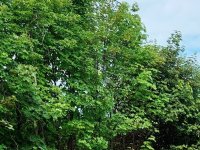 Eladó telek, Siófokon 49.9 M Ft / költözzbe.hu
