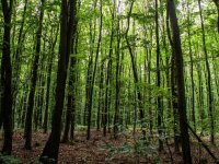 Eladó mezogazdasagi ingatlan, XVII. kerületben 15.6 M Ft