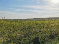 Eladó mezogazdasagi ingatlan, Törökbálinton 130 M Ft