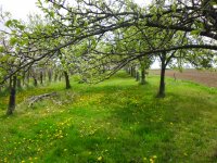 Eladó mezogazdasagi ingatlan, Szekszárdon 4.2 M Ft