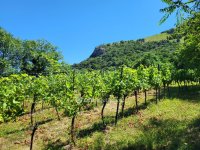 Eladó mezogazdasagi ingatlan, Gyulakeszin 35 M Ft