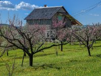 Eladó mezogazdasagi ingatlan, Edelényben 13.5 M Ft