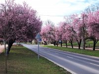 Eladó családi ház, Tökölön 57.5 M Ft, 3 szobás
