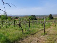 Eladó mezogazdasagi ingatlan, Győrött 16 M Ft