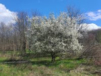 Eladó telek, Őrbottyánban 13 M Ft / költözzbe.hu